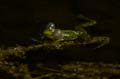 Teichfrosch (Rana kl. esculenta) - 17